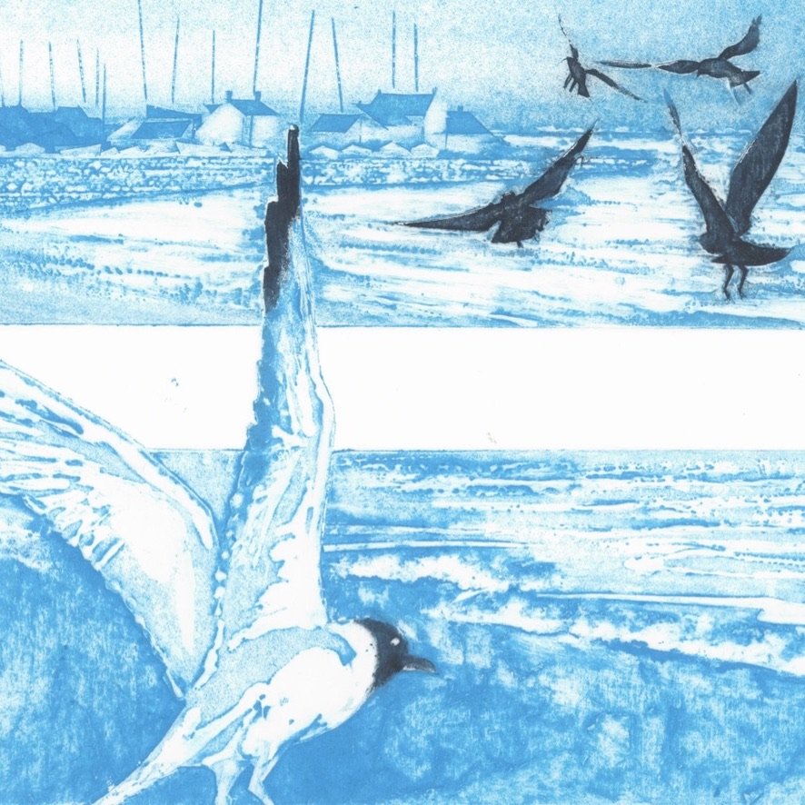 Gulls (iii)